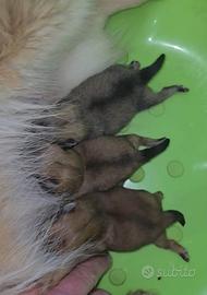 Toy pomerania spitz tedeschi nano pedigree