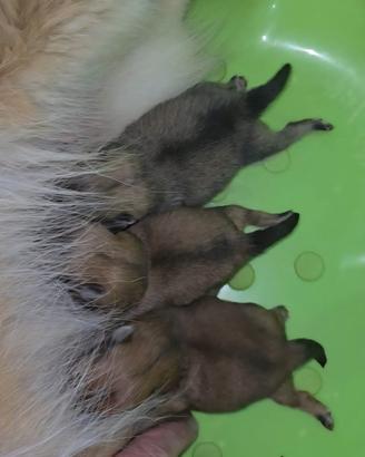 Toy pomerania spitz tedeschi nano pedigree