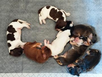 Cuccioli di cocker spaniel