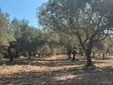 terreno-agricolo-con-oliveto-con-60-piante