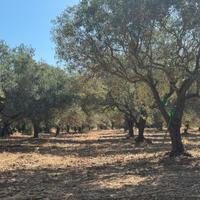 Terreno agricolo con Oliveto con 60 piante