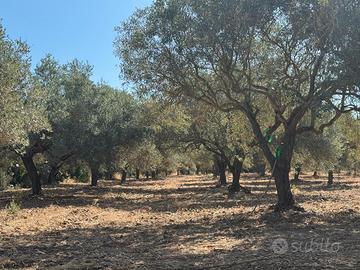 Terreno agricolo con Oliveto con 60 piante