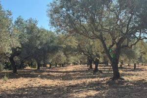 Terreno agricolo con Oliveto con 60 piante
