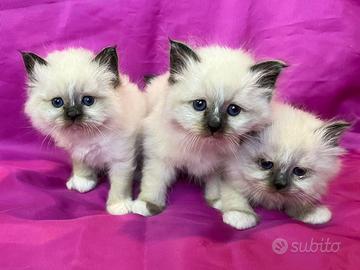 Gatto Sacro di Birmania Seal Point