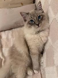 Ragdoll maschio disponibile per monte