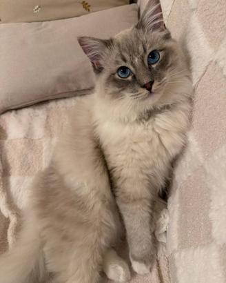 Ragdoll maschio disponibile per monte