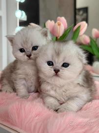 Gattini Scottish/British Long Hair (Maschi)