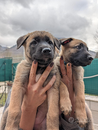 Cuccioli pastore belga malinois