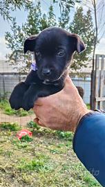 Disponibili cucciolo e cucciole