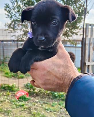 Disponibili cucciolo e cucciole