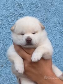 Dolcissimo cucciolo Shiba Inu