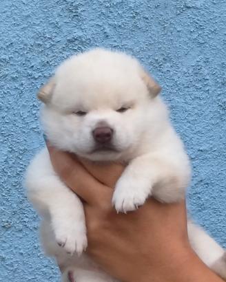 Dolcissimo cucciolo Shiba Inu