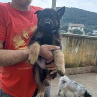Cane Pastore Tedesco