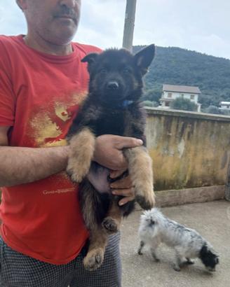 Cane Pastore Tedesco