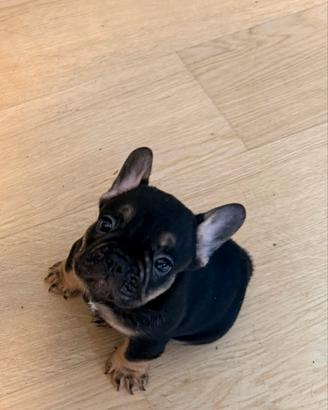 Bulldog francese