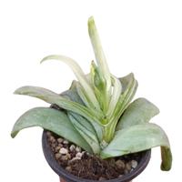 Glottiphyllum Longum variegato