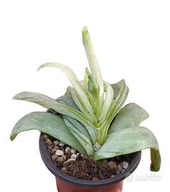 Glottiphyllum Longum variegato