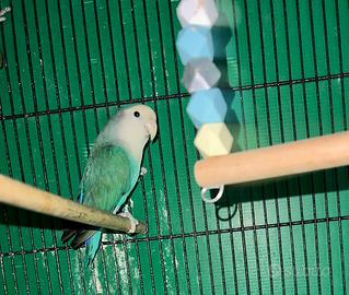 Inseparabile maschio