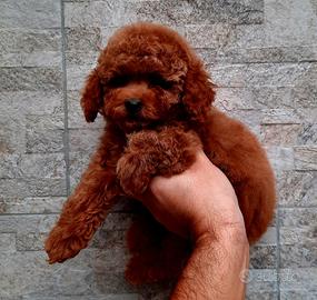Maschio Toy RED barboncino 2 mesi