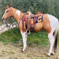 Cavallo castrone PAINT