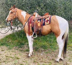 Cavallo castrone PAINT