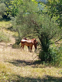 Cavallo castrone
