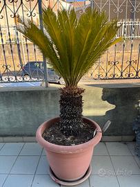Cycas Revoluta, 2 piante