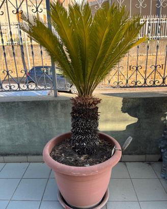 Cycas Revoluta, 2 piante