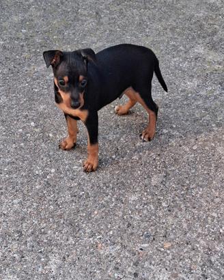 Cucciolo di razza pinscher nero focato