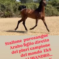 Stagione di monta 2026