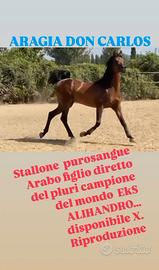 Stagione di monta 2026