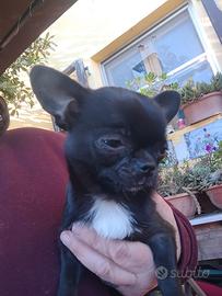 Cucciola chihuahua pelo corto