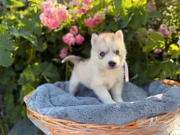 Siberian husky con pedigree ENCI
