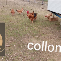 Pulcini marans ,collonudo grigio perla,collonudo