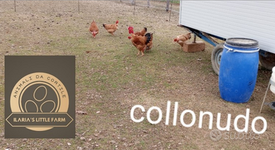 Pulcini marans ,collonudo grigio perla,collonudo