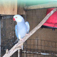 Pappagalli