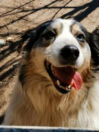 Australian shepherd