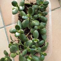 Crassula ovata (albero di giada) 