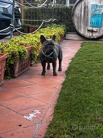 Bulldog francese x monta