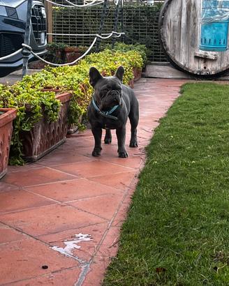 Bulldog francese x monta