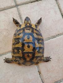 femmina tartaruga Testudo hermanni