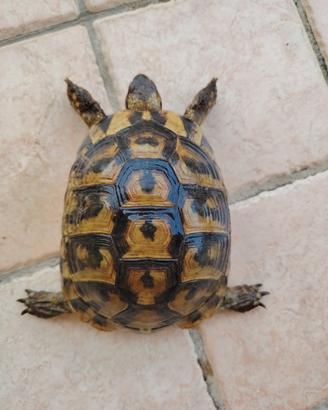 femmina tartaruga Testudo hermanni