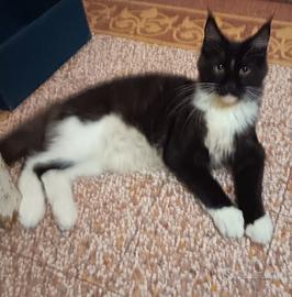 Maine Coon XXL tuxedo smoke
