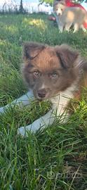 Border collie
