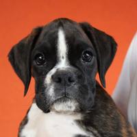 Cuccioli di boxer