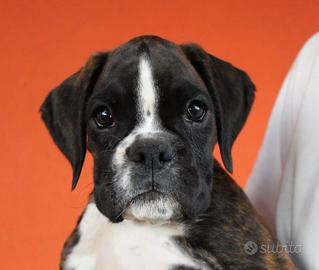 Cuccioli di boxer