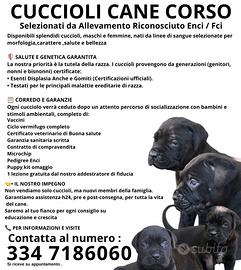 Cuccioli cane corso pedigree enci