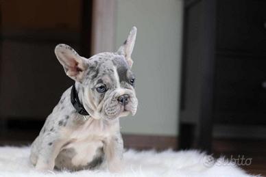 Cuccioli di bulldog francesi M e F Merle