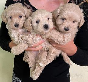 Maltipoo