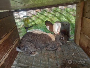 Coppia conigli gigante delle fiandre